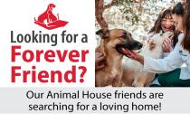 Adoption Fair