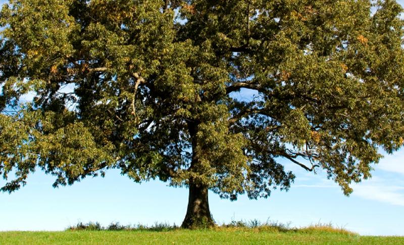 árbol