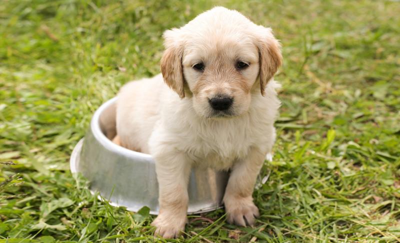 Perro