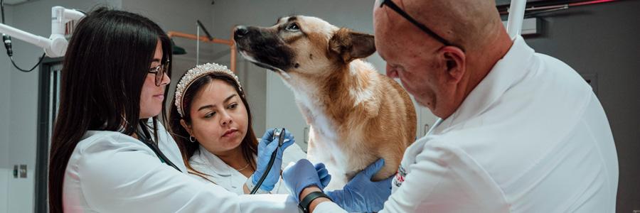 médicos veterinarios con perro