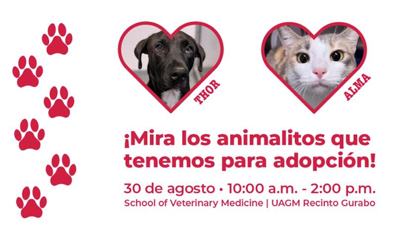 Huellas, perro y gato